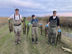 Salmon carcasses and researchers