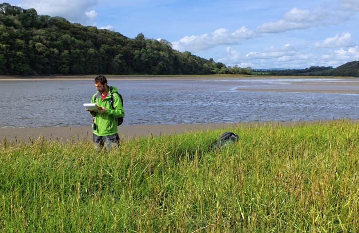 Coastal wetlands' vital flood protection revealed