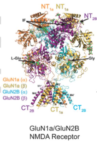 Crystal Structure of the NMDA Receptor Reveals Numerous Surfaces for Drug Development