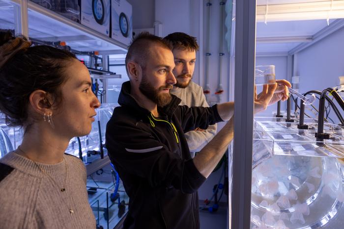 Researchers in the ctenophore facility