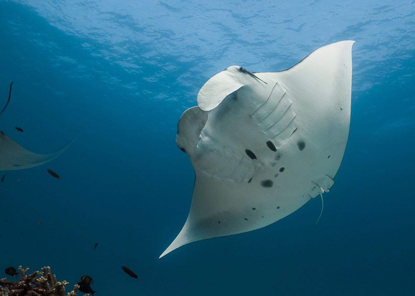 Reef Manta Ray