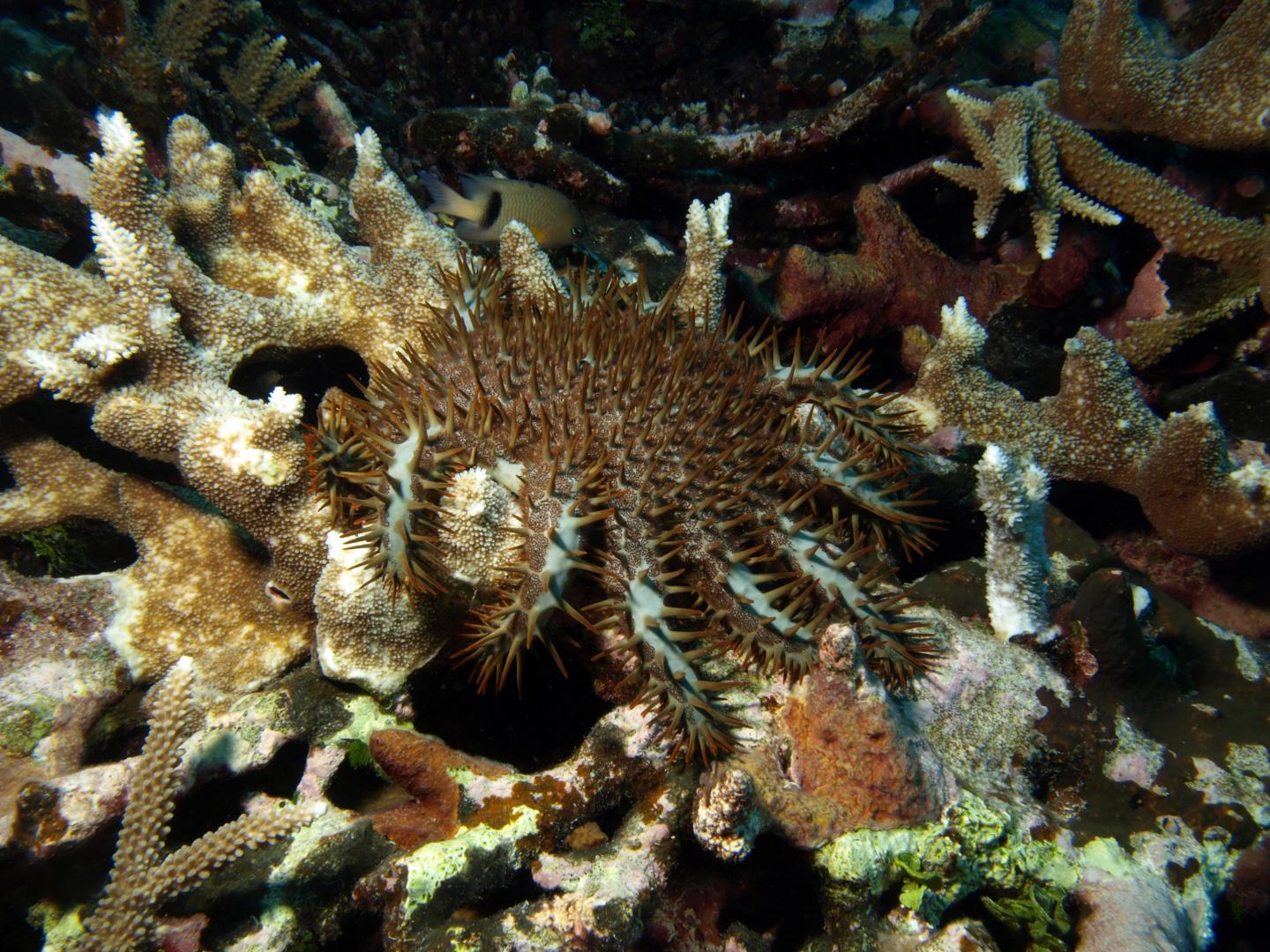 Are coral reefs victims of their own past success? (3 of 3)