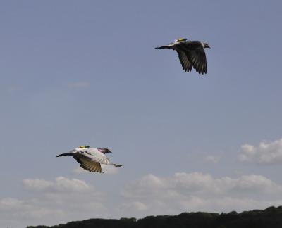 Homing Pigeons in Flight (2 of 2)