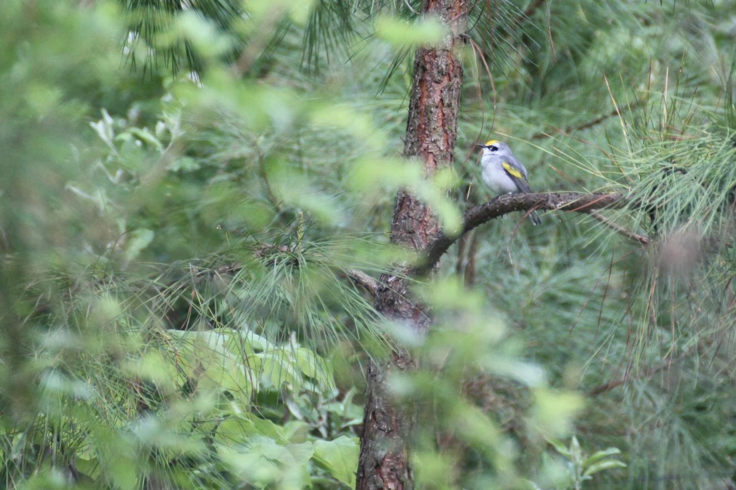Mismatched warbler among trees