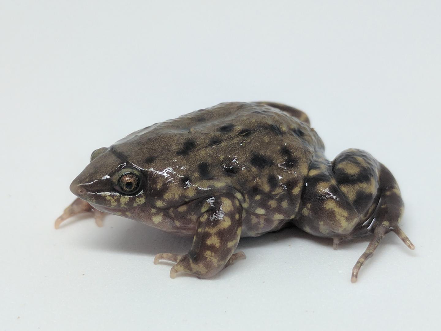 Frogs That Burrow Underground Have Unusual Anatomy