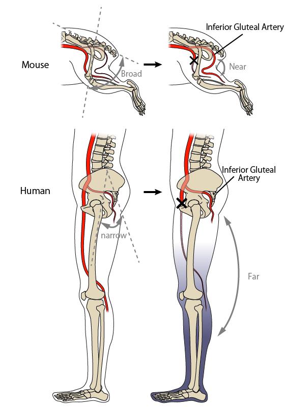 Underlying Arteries in Mice and Humans, and Changes in Femoral Artery Occlusion