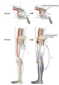 マウスとヒトでの下殿動脈の走行と、大腿動脈閉塞状態（右）での変化