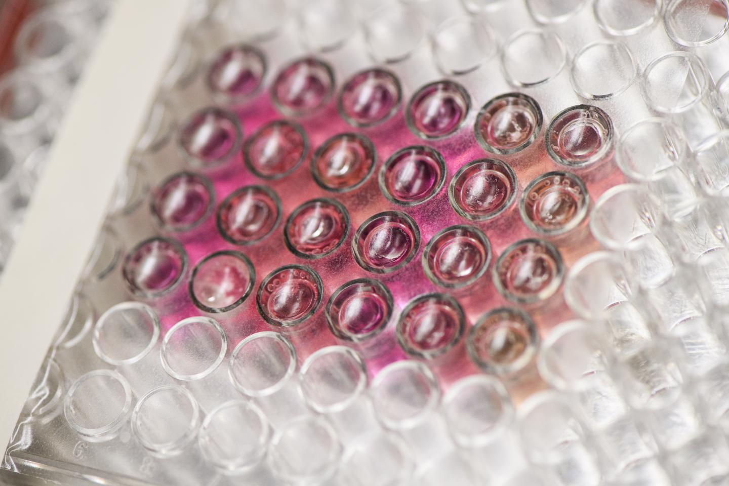 Immortalized Cells in Multi-Well Plates