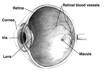 Cross-Section of a Human Eye