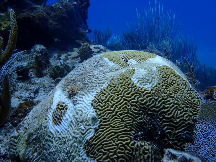 Diseased coral