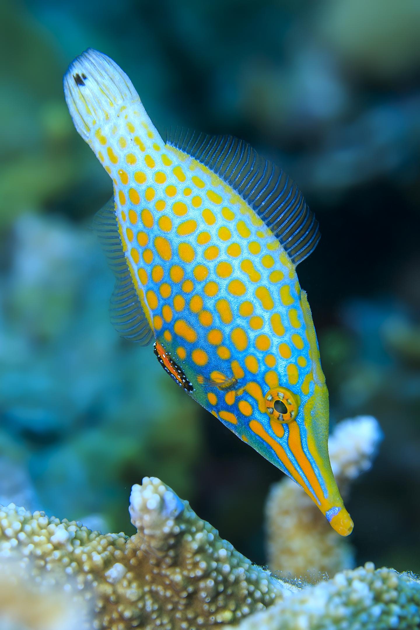 Harlequin Filefish