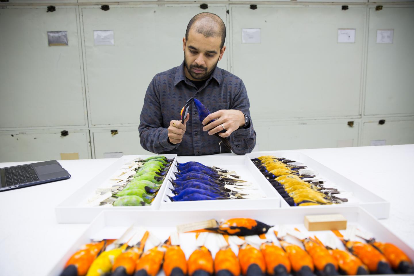 Sahas Barve, a Peter Buck Fellow at the Smithsonian's National Museum of Natural History.