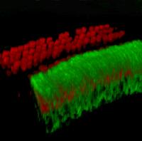 Supporting Cells and Hair Cells in the Inner Ear