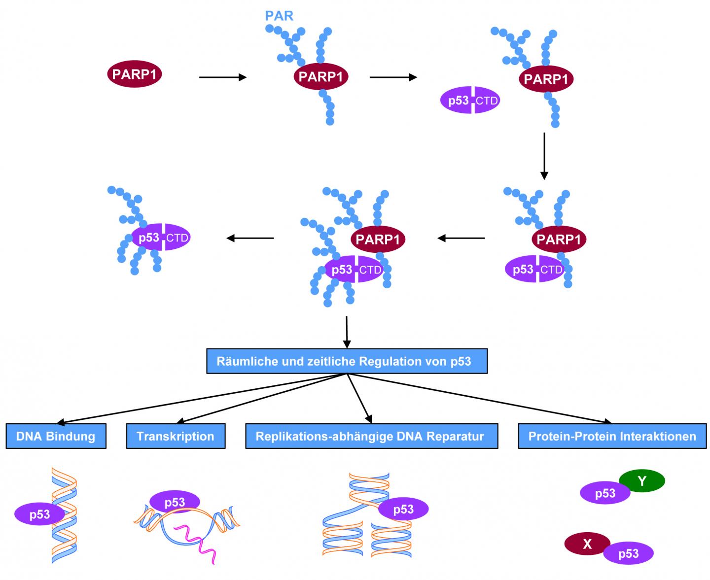 A Molecular Mechanism Deciphered