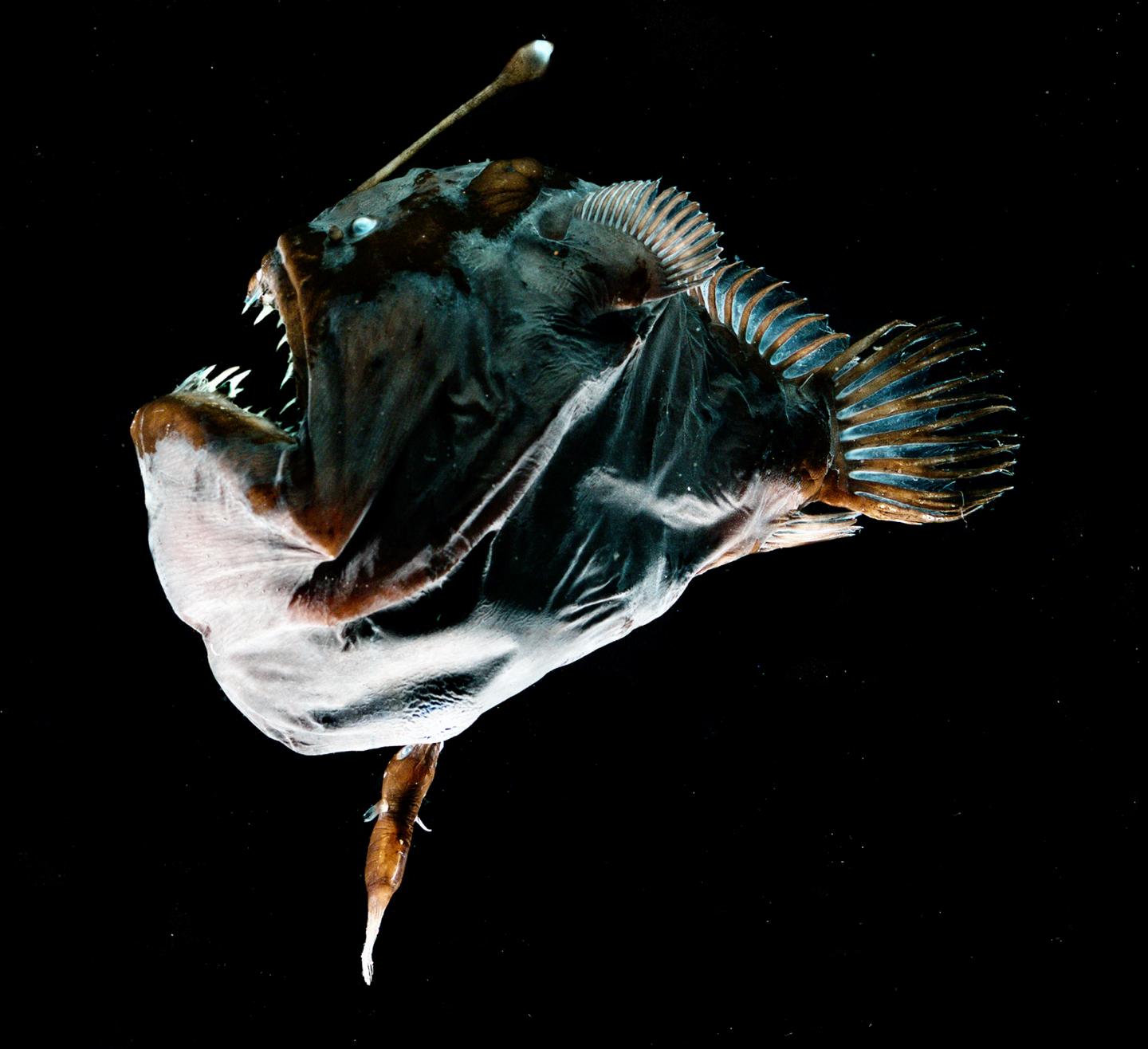 Fused Deep-Sea Anglerfish
