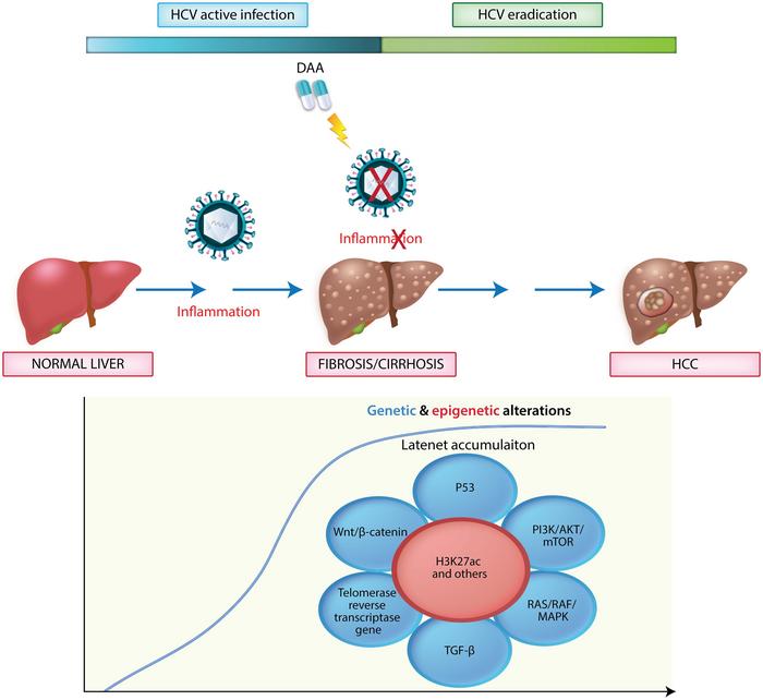 Beyond the Cure: Navigating Hepatocellular Risk and Surveillance after Hepatitis C Eradication in the Direct-acting Antiviral Era