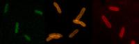 RfDAA Probes Light up Bacterial Cell Walls