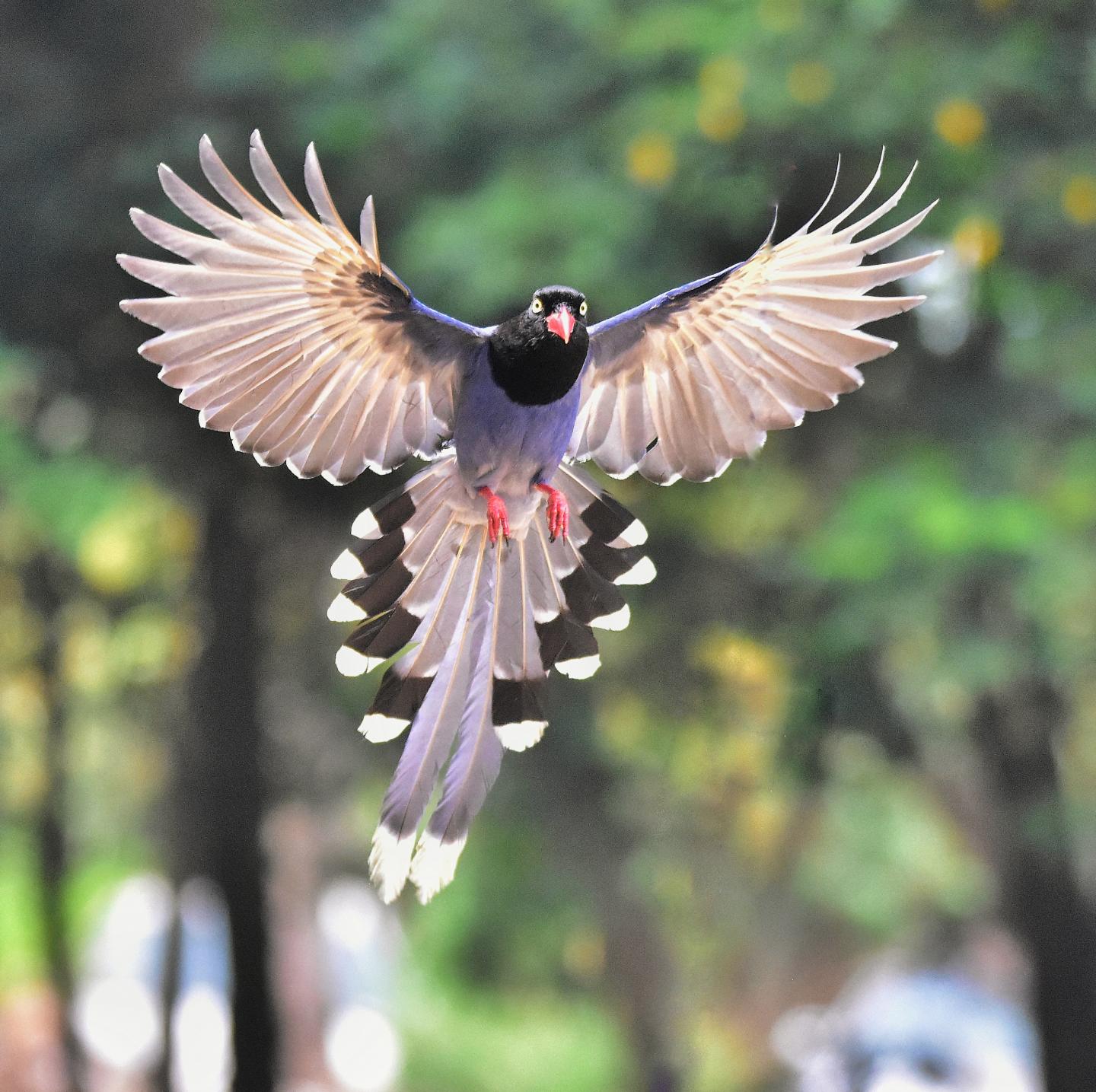 Researchers Study Birds to Learn How Feathers Evolved