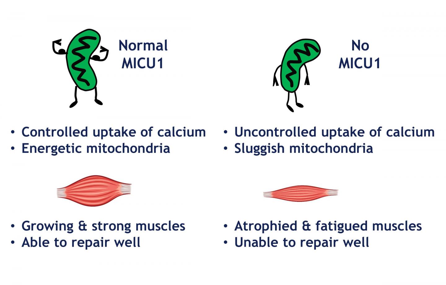 Graphical Abstract Summarizing the Study's Key Findings