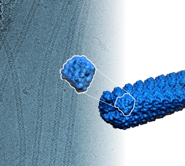 Computer-Designed, Self-Assembly Protein Filaments
