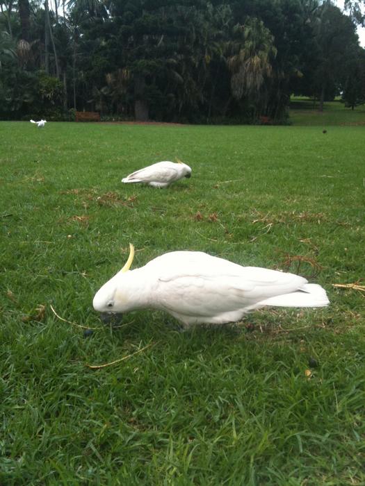 Sulfur-crested cockatoos steer into life's slow lane