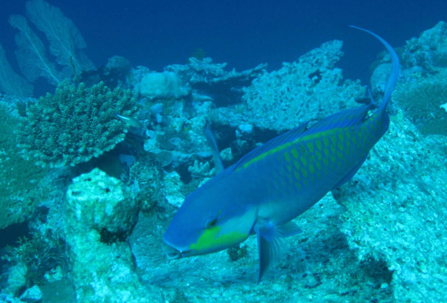 Parrot Fish in the Maldives