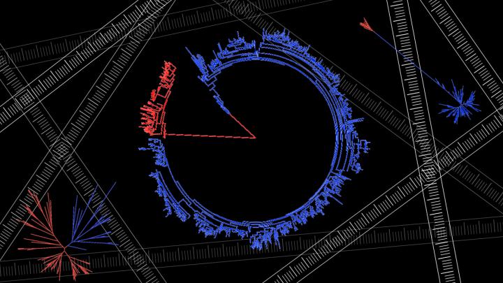 Phylogenetic Tree Diagrams