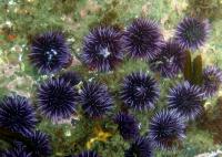 Sea Urchin Genome a Biology Boon