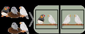 Zebra finches illustration