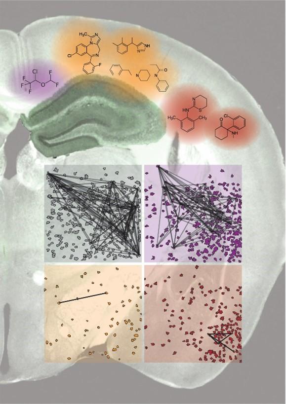 Different general anesthetics affect consciousness and memory in different ways