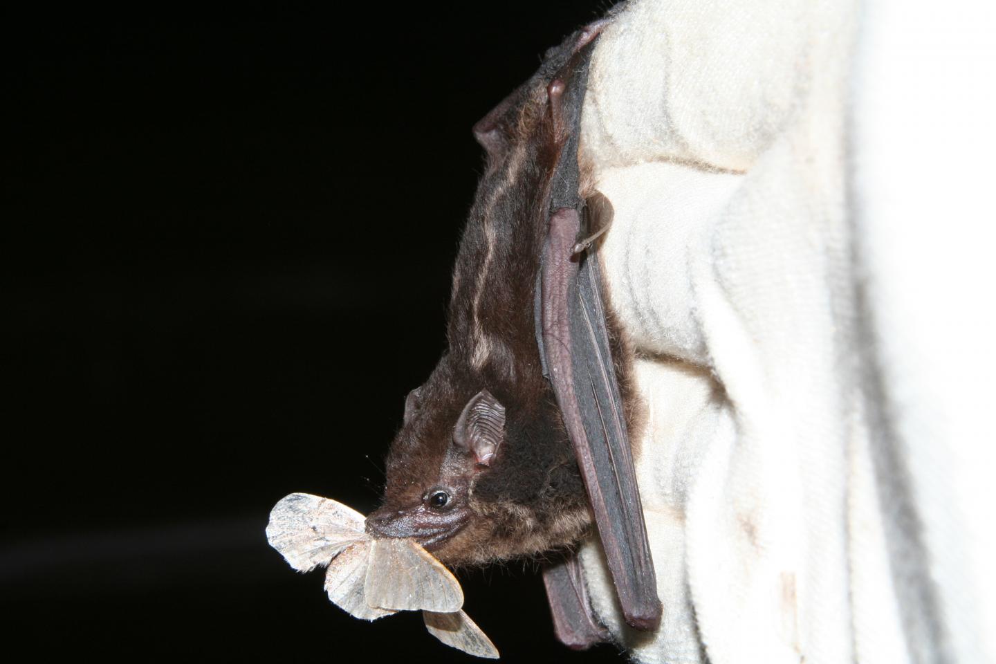 Bat in Panama