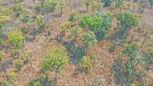 Aerial image of Cameroon giraffes