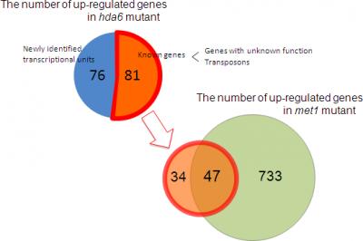 HDA6- and MET1-Regulated Genes