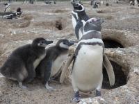 Magellanic Penguin Parent and Chicks
