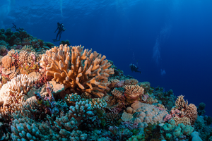 Research divers investigating a healthy reef system in French Polynesia