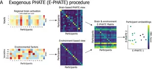 E-PHATE models the interactions between brain activation and exogenous information about participants using multi-view manifold learning.