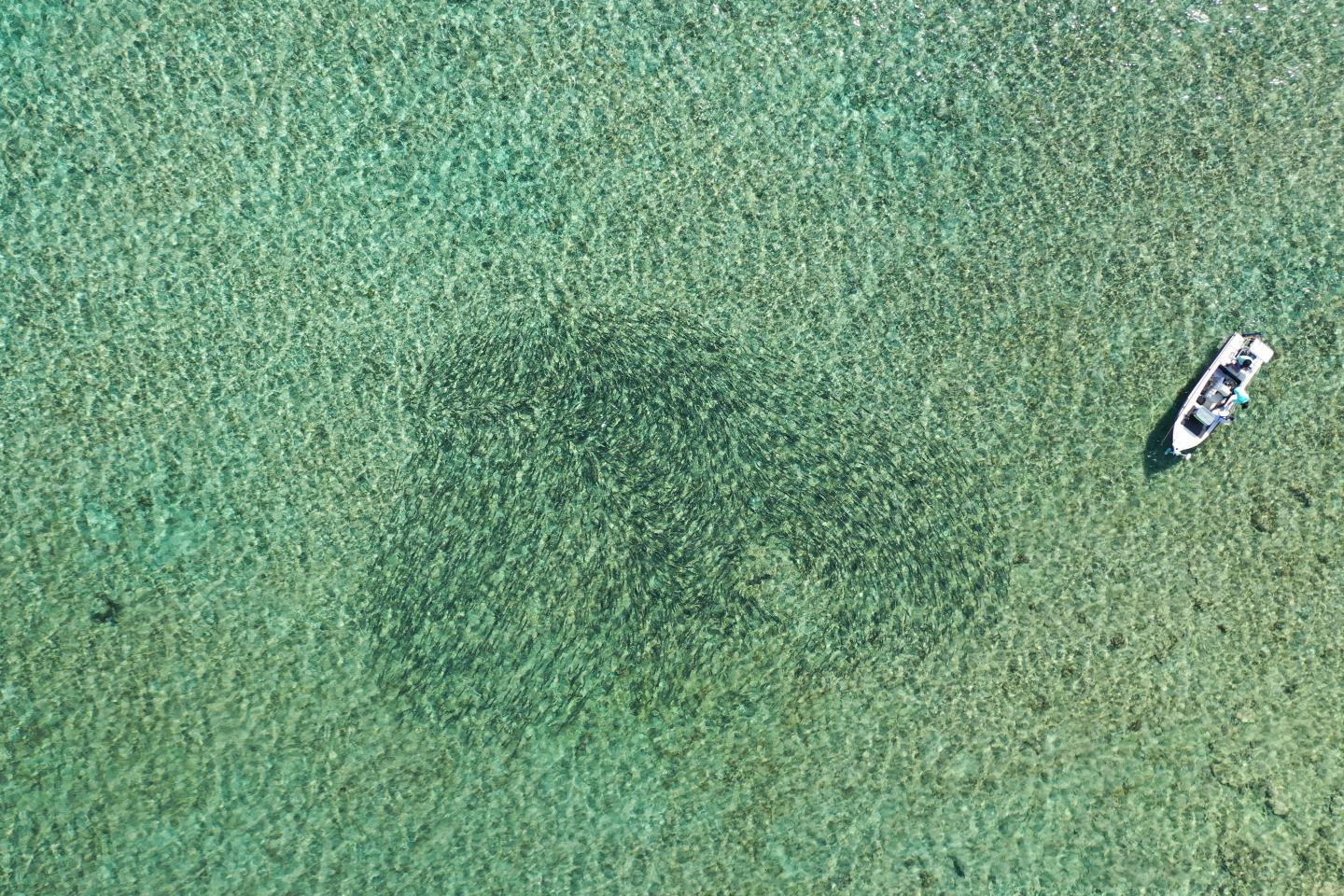 Novel deep-water spawning patterns of shallow water bonefish