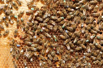 Bees on a Comb