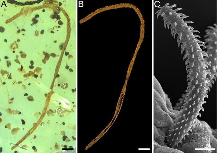 The fossil tapeworm from mid-Cretaceous Kachin amber (~99 Ma; million years ago) and the comparison with the tentacle of an extant trypanorhynch tapeworm