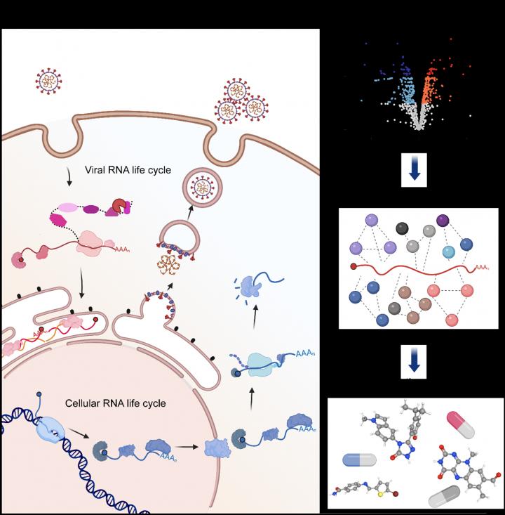 SARS-COV2 RNA discovery could lead to potential new treatments