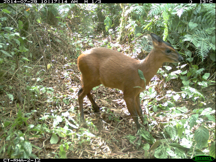 Black-fronted duiker