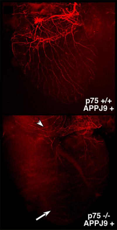 Repairing a 'Bad' Reputation?