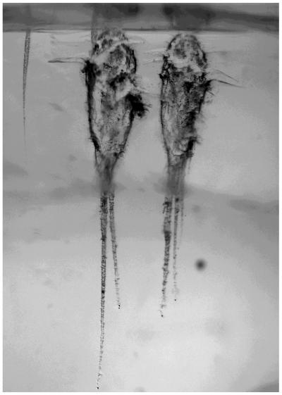 Cometary Dust Particle