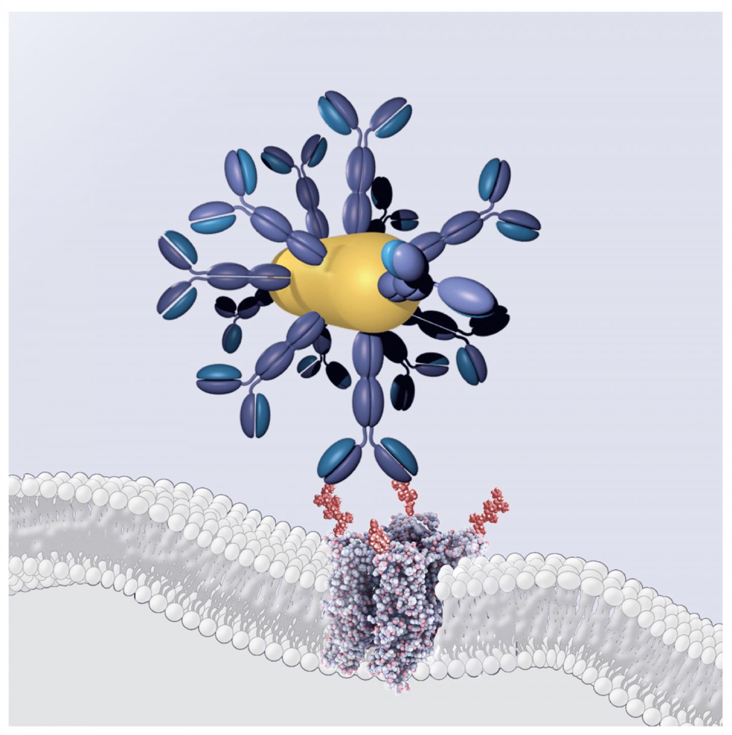 Antibody-Gold Nanorod-Conjugate