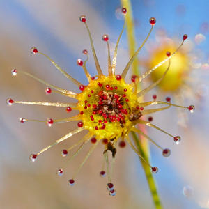 The species Drosera koikyennuruff