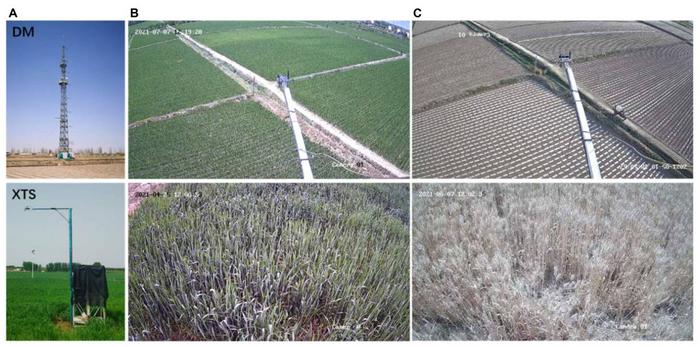 Photos of the towers (left), green crops (middle), non-fluorescent surface (bare soil or senescent wheat without chlorophyll) (right) at the DM (top) and XTS (bottom) sites.