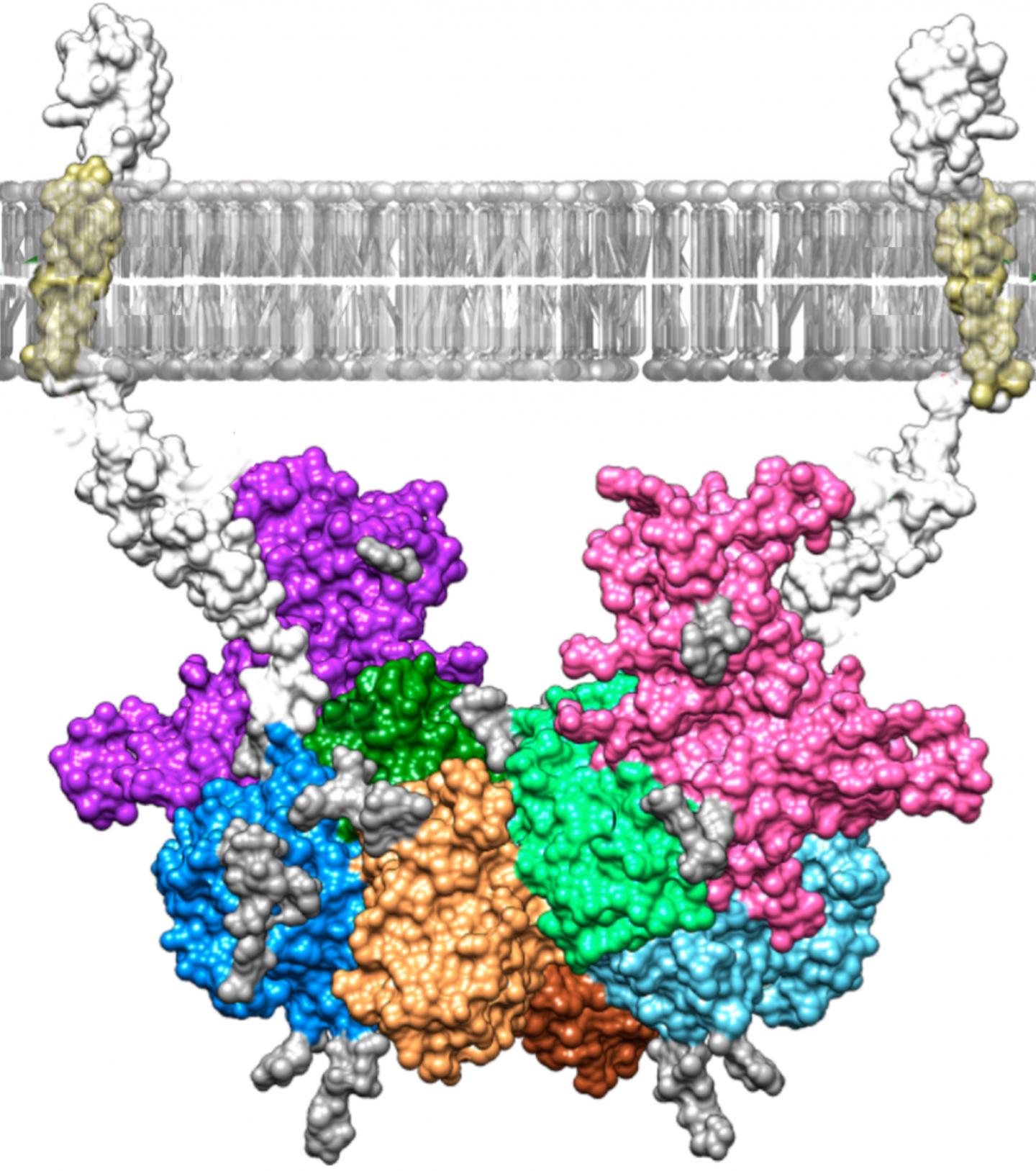 molecular complex model