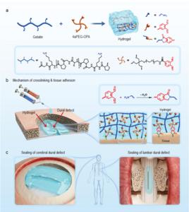 Fabrication of hydrogel sealant for sealing and repairing defects in cerebral and lumbar dura mater