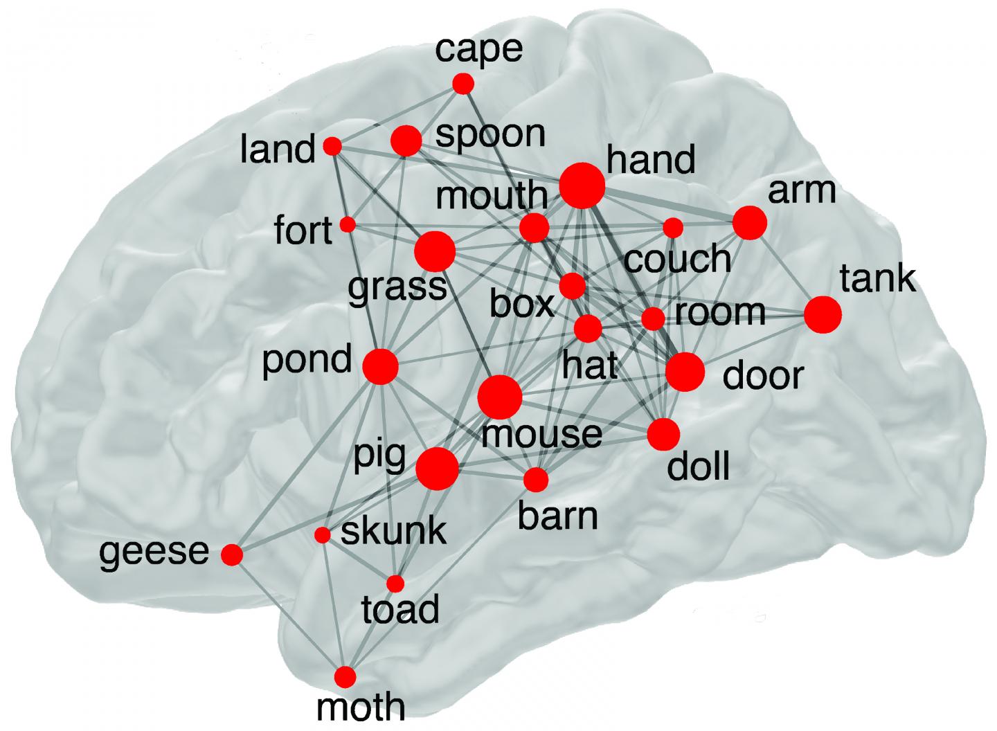 Searching Our Brains' Memory Networks