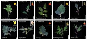 Solanum morphology